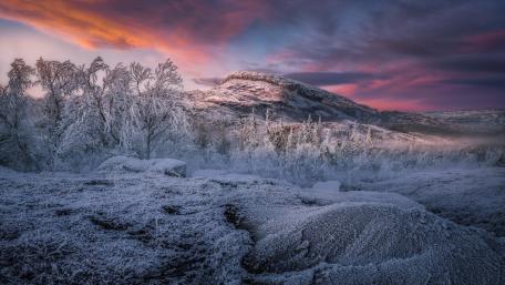 Winter Serenity in Frosty Landscape wallpaper