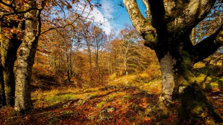 Autumn Serenity in Nature's Embrace wallpaper