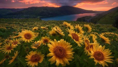 Golden Sunflower Fields at Sunset wallpaper