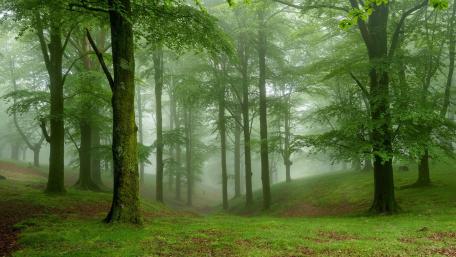 Mystical Foggy Forest Scene wallpaper