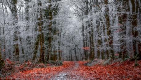 Late autumn wallpaper