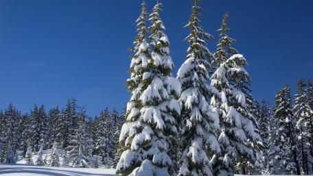 Winter Wonderland in Evergreen Forest wallpaper