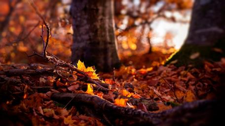 Golden Leaves in Autumn Serenity wallpaper