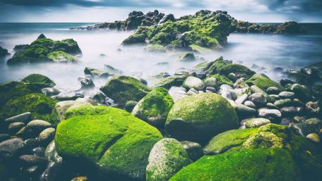 Lush Algae-Covered Stones by the Shoreline wallpaper