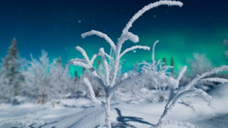 Frozen Beauty Beneath the Aurora Lights wallpaper