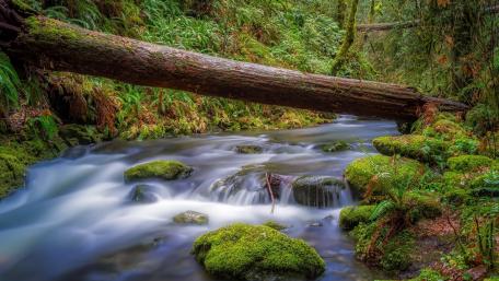 Serene Forest River with a Fallen Tree wallpaper