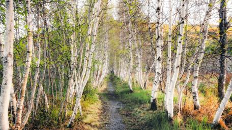 Serene Path Through Birch Trees wallpaper
