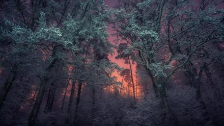 Winter Twilight in a Purple Forest Scene wallpaper