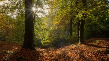 Sunlight Through the Forest Canopy wallpaper