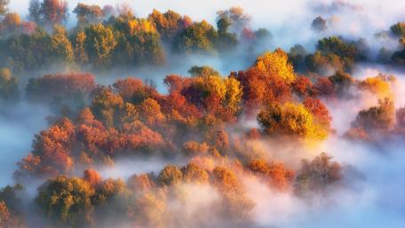 Autumn Serenity in a Foggy Forest wallpaper