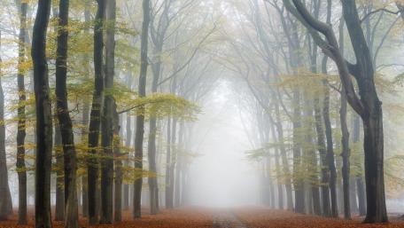 Misty Autumn Lane Through Serene Trees wallpaper