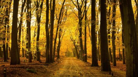 Golden Serenity in Autumn Forest wallpaper