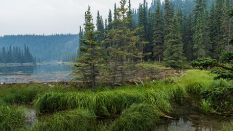 Tranquil Wetland Beauty in Nature wallpaper