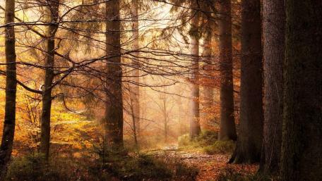Autumn Serenity in a Forest Pathway wallpaper
