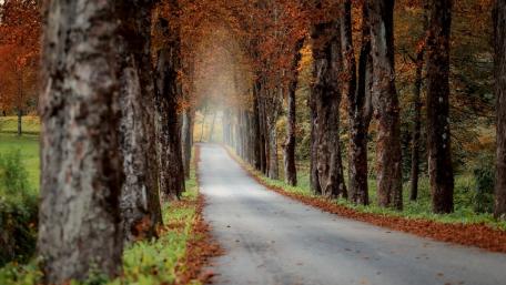 Pathway Through Autumn's Embrace wallpaper