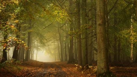 Mystical Forest Pathway in Foggy Serenity wallpaper