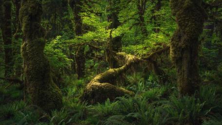 Verdant Serenity in a Tropical Forest Scene wallpaper