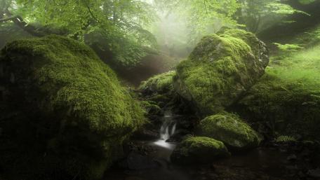 Lush Serenity in Mossy Nature Scene wallpaper