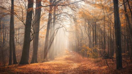 Serene Autumn Forest Pathway wallpaper