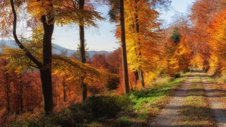 Autumn Bliss on a Dirt Road in Nature wallpaper