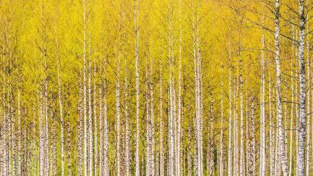 Golden Birch Grove in Autumn Splendor wallpaper