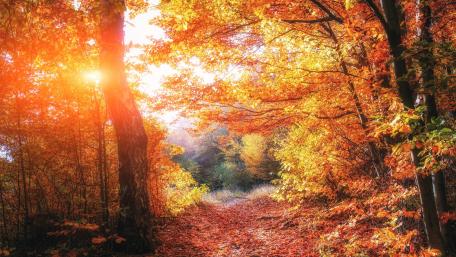 Golden Autumn Pathway in Nature's Embrace wallpaper