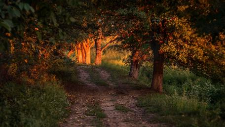Serene Path Through Sunlit Trees wallpaper