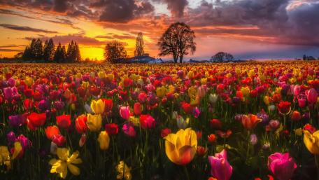 Spring evening wallpaper