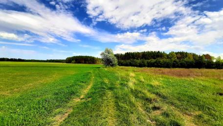 Serene Path Through Nature's Embrace wallpaper