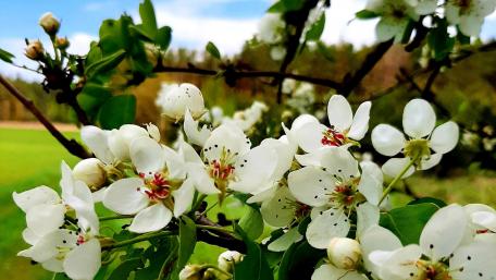 Delicate Apple Blossoms in Full Bloom wallpaper