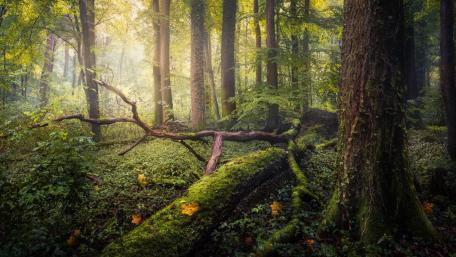Enchanting Forest with Fallen Tree Aftermath wallpaper