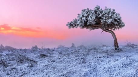 Lonely Winter Tree in a Pink Sky wallpaper