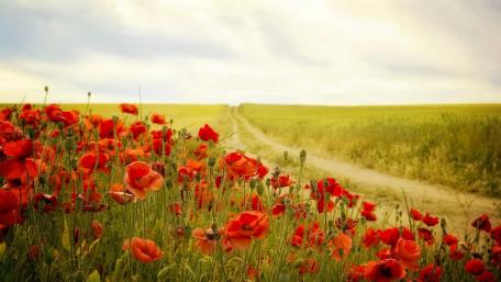 Vibrant Poppy Field Under a Golden Sky wallpaper