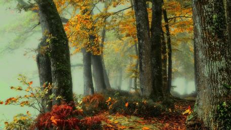 Autumn Serenity in the Forest wallpaper