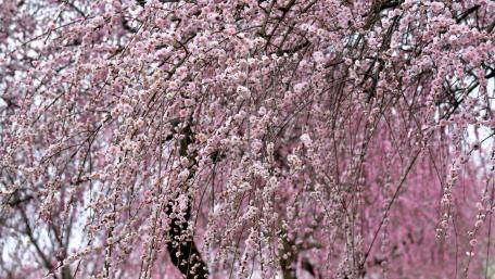 Springtime Blossoms in Soft Pink Shades wallpaper