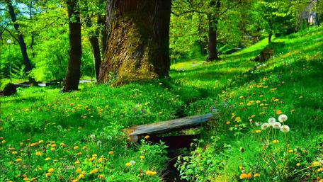Tranquil Creek Surrounded by Wildflowers wallpaper
