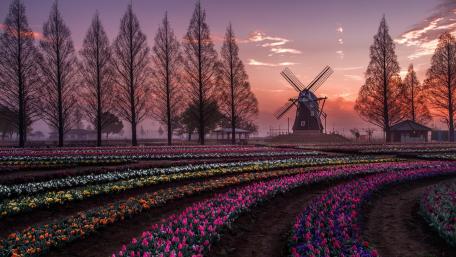 Keukenhof wallpaper