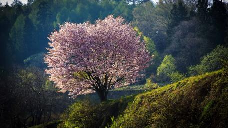 Serene Spring Blooming Tree Wallpaper wallpaper