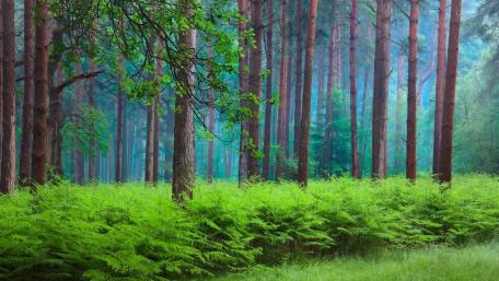 Enchanting Forest Serenity wallpaper