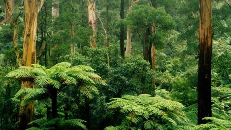 Great Otway National Park wallpaper
