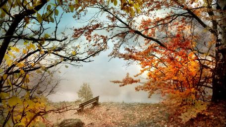 Autumn Serenity at the Park wallpaper