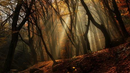 Golden Rays in an Autumn Forest wallpaper