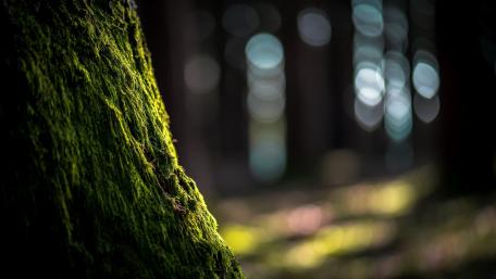 Mossy Trunk with Dreamy Bokeh Lights wallpaper