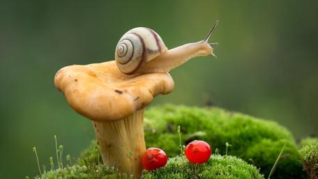 Snail Adventure on a Mushroom Top wallpaper