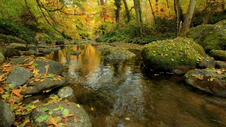 Serene Autumn Reflections in Woodland Stream wallpaper