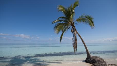 Tropical Serenity by the Sea wallpaper