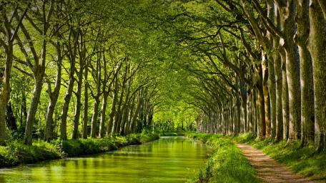 Serene Spring Pathway Surrounded by Lush Greenery wallpaper