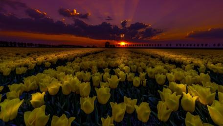 Golden Tulip Field at Sunset wallpaper