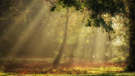 Mysterious Sunlight Through the Trees wallpaper