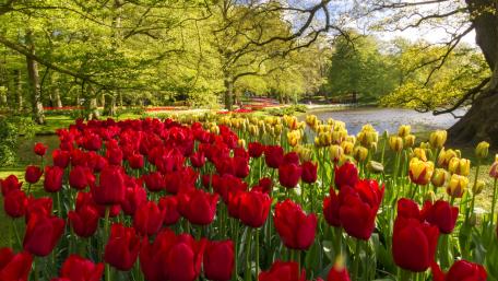 Keukenhof park wallpaper